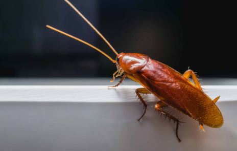 cockroaches control