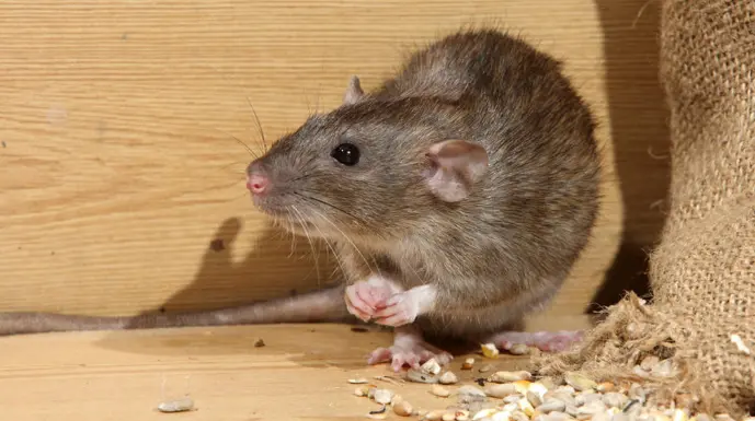 Rodent control