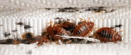 Bed Bug Control