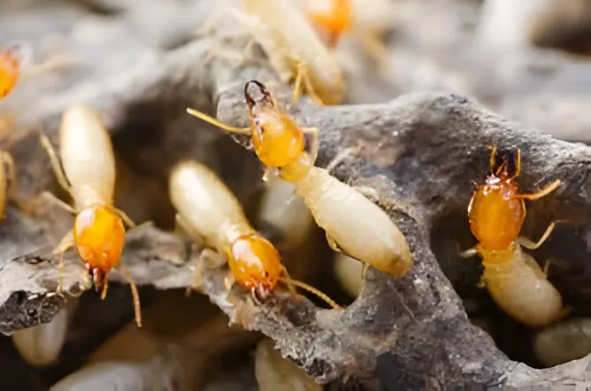 Termite Treatment 